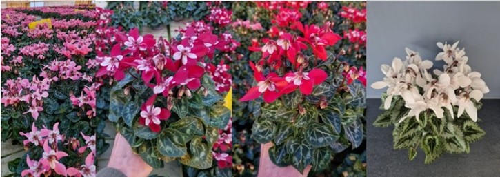 Cyclamen persicum   T 10,5   Midi MIX