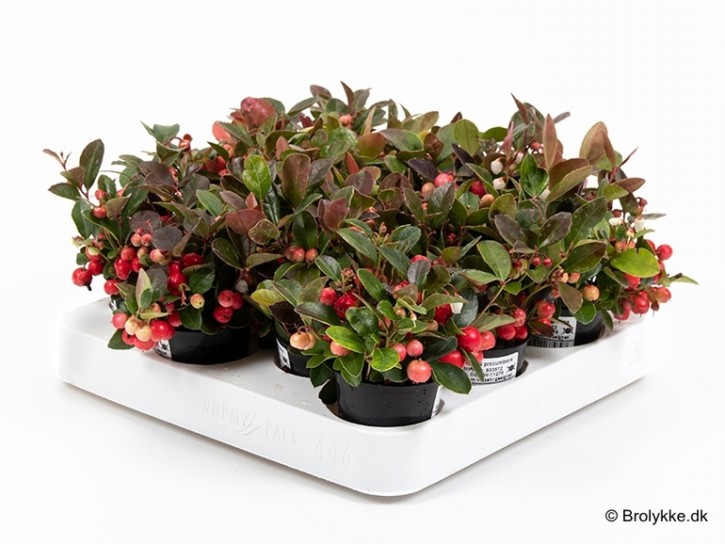 Gaultheria procumbens T 6 MINI