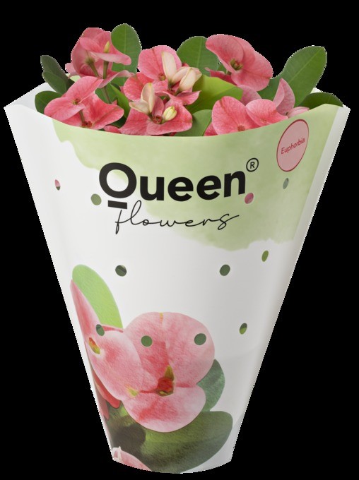 Euphorbia milii    T 10,5    ROSA