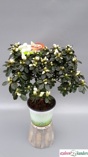 Rhododendron simsii 'Fabienne' T 14 Stamm (22,5 - 25)