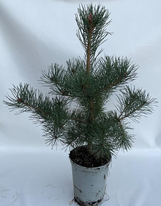 Pinus Sylvestris   T 19