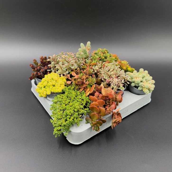 Sedum T 6 MINI MIX