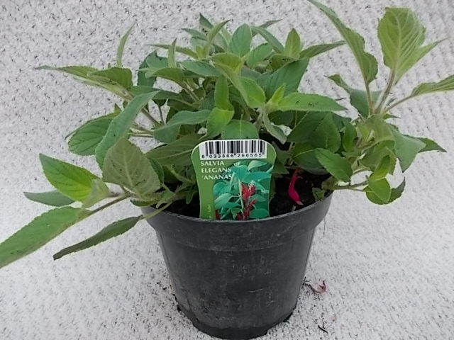 Salvia elegans   T 14