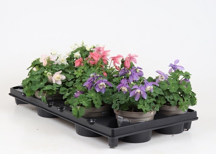 Aquilegia flabellata   T 12   Mix