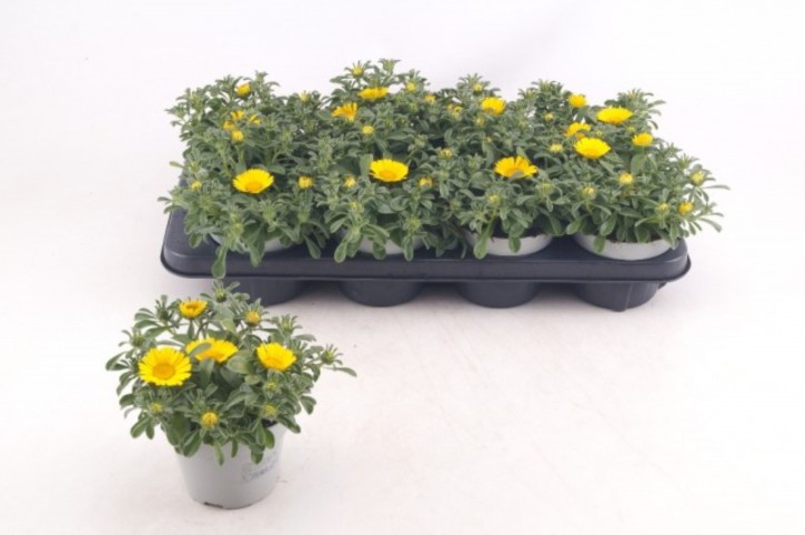 Asteriscus maritimus 'Aurelia Gold' T 12