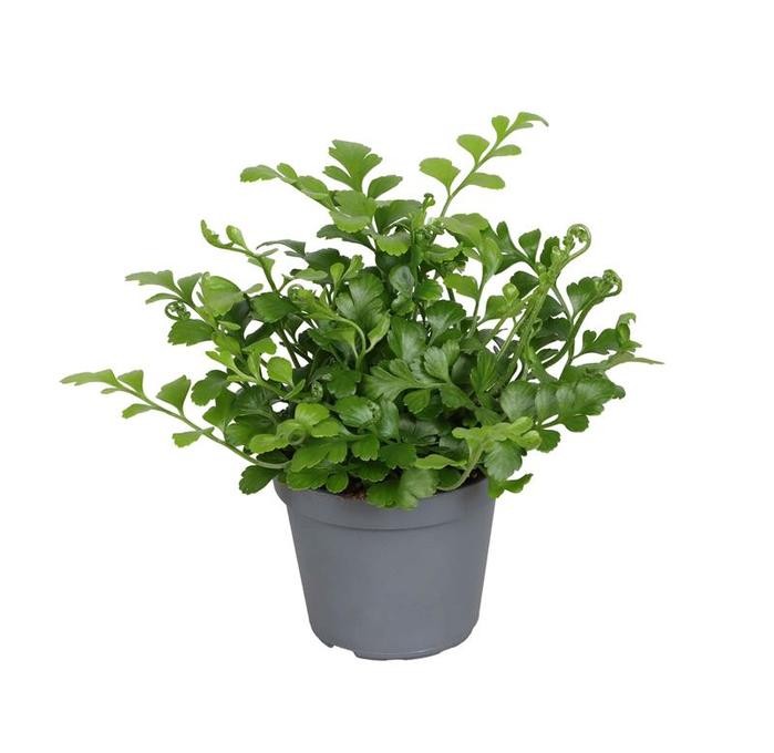 Asplenium nidus 'Parvati' T 6 MINI