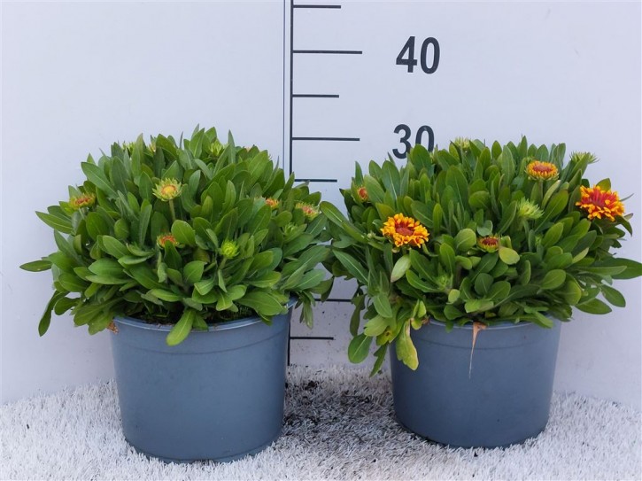 Gaillardia-Hybriden   T 23   MIX
