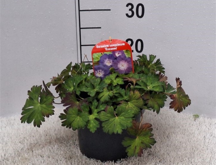 Geranium sanguineum 'Rozanne' T 19