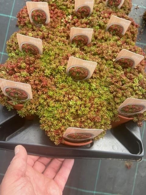 Sedum album 'Coral Carpet' T 12