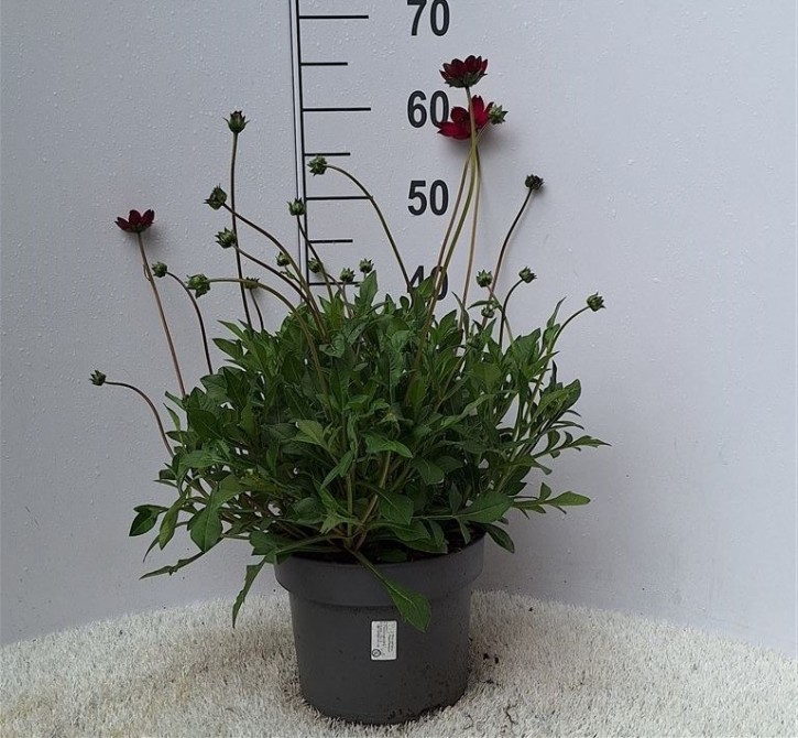 Cosmos atrosanguineus T 23