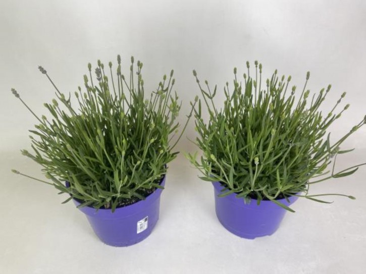 Lavandula angustifolia 'Hidcote'   T 19    TOP