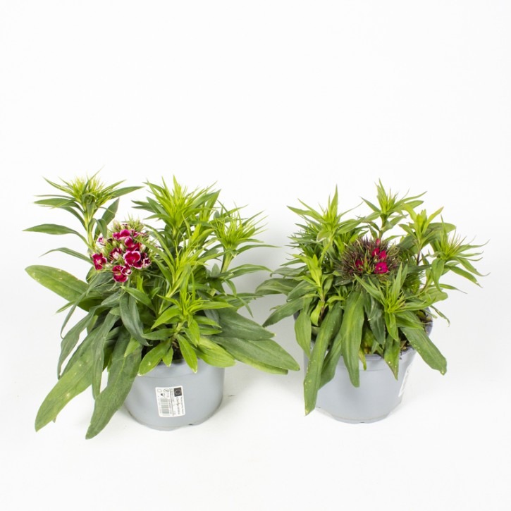 Dianthus babartus T 13 MIX