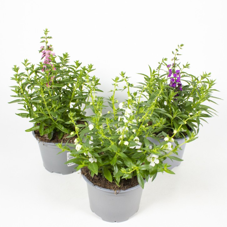 Angelonia angustifolia  T 13 MIX