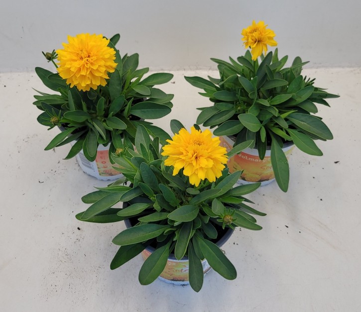 Coreopsis grandiflora T 13
