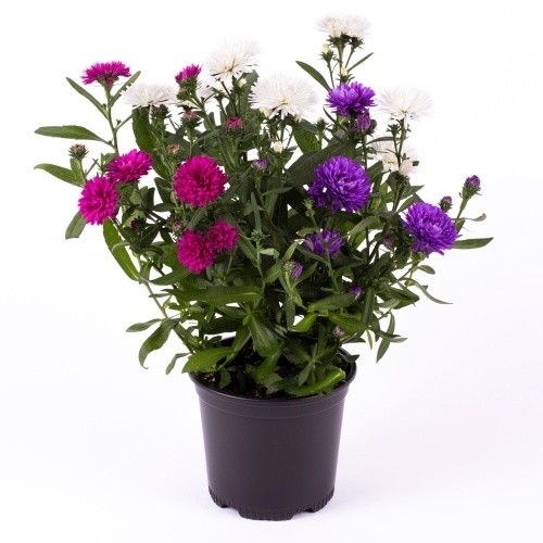 Aster-Hybriden 'Victoria' T 11 TRIO
