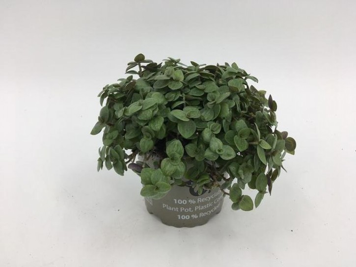 Callisia repens T 10,5