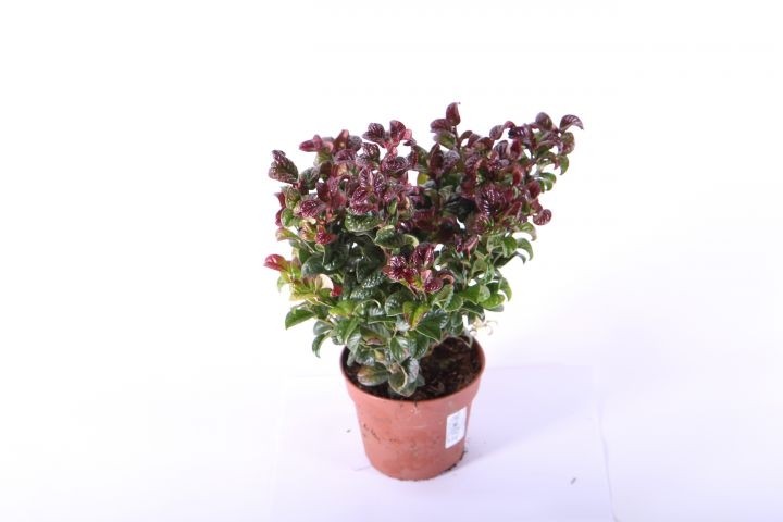 Leucothoe axillaris 'Curly Red' T 13