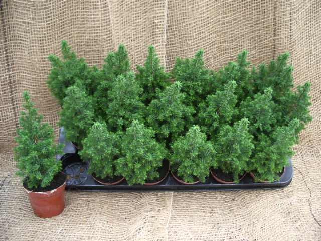 Chamaecyparis thyoides 'Top Point' T 9