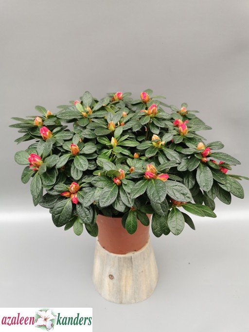 Rhododendron simsii 'Otto'  T 13  (25 - 27,5 cm)