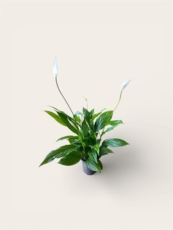Spathiphyllum wallisii 'Mozart'   T 11