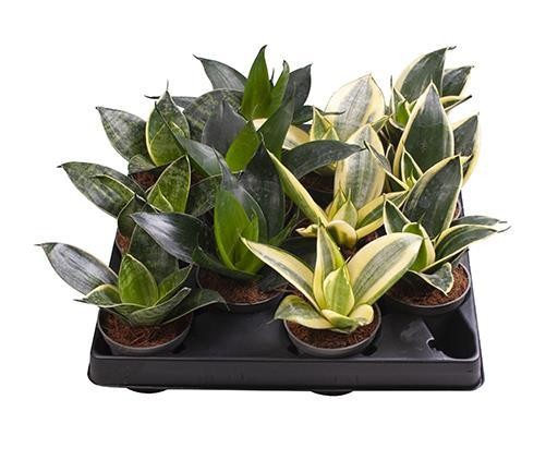 Sanseveria trifasciata 'Hahnii'   T 6   MINI MIx