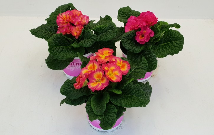 Primula acaulis 'Girls Delight' T 11  (gefüllt)  MIX