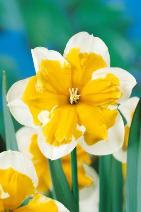 Narcissus T 11 'Orangry' (weiß-orange)