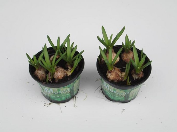 Muscari armeniacum 'White Magic' T 9   (4ppp)