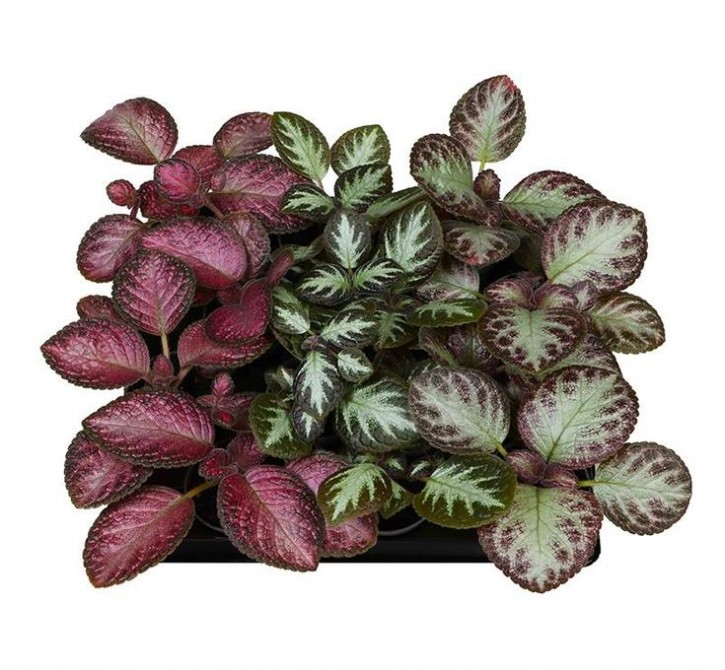 Episcia   T 6   MINI Mix