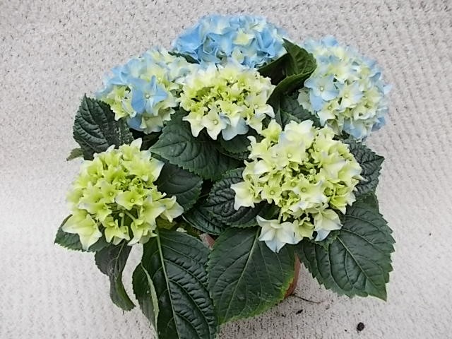 Hydrangea macrophylla T 10,5 Midi (3-4 Dolden) BLAU