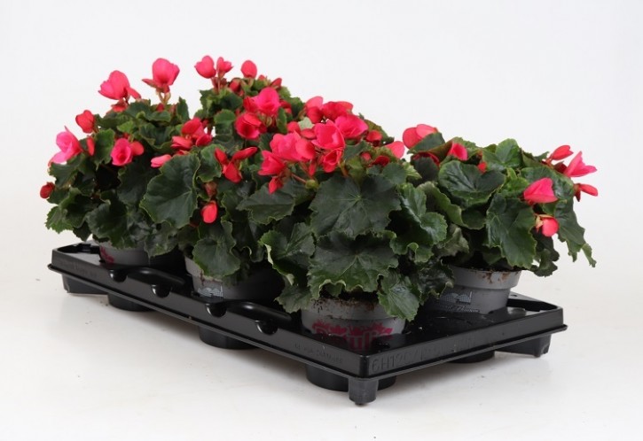 Begonia-Hybriden BETULIA 'Bright Pink' (Freilandbegonie) T 12,5