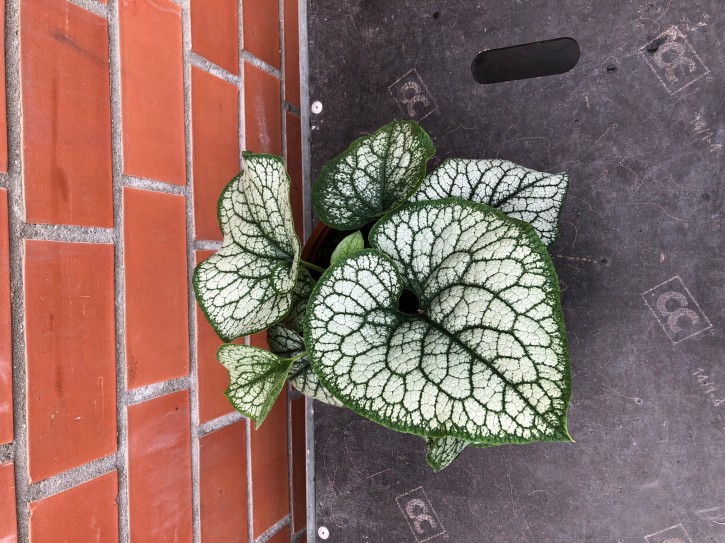 Brunnera macroyphylla 'Jack Frost' T 23