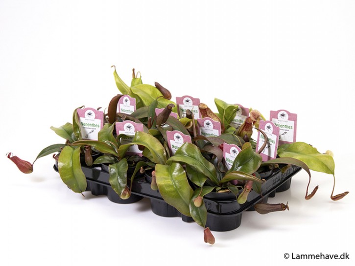 Nepenthes   T 9   MIX Nr. 5