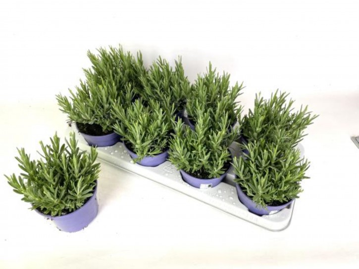 Lavandula angustifolia 'Hidecote Blue'    T 13