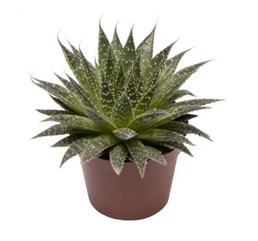 Aloe aristata T 6 MINI
