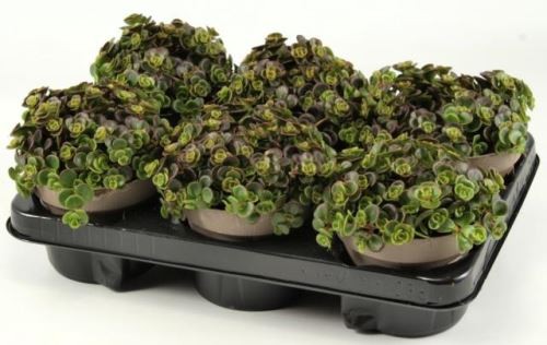 Sedum tetractinum 'Coral Reef' T 12