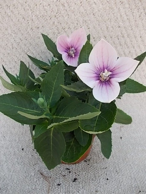 Platycodon grandiflorus T 11 ROSA