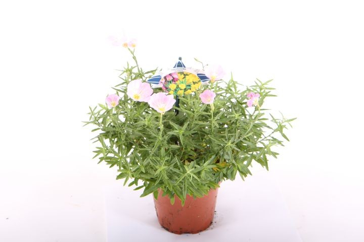 Oenothera Hybriden 'Siskiyou' ROSA  T 13