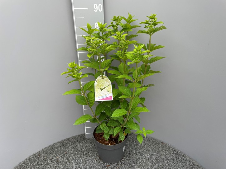 Hydrangea paniculata 'Limelight®' T 23