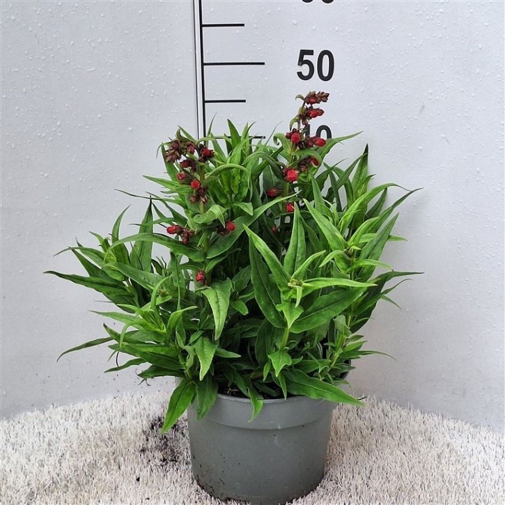 Penstemon barbatus   T 23   MIX