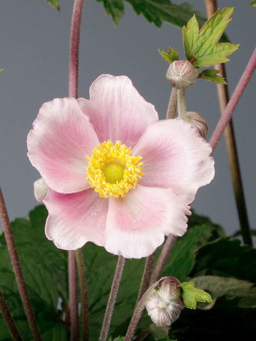 Anemone hupehensis japonica T 21