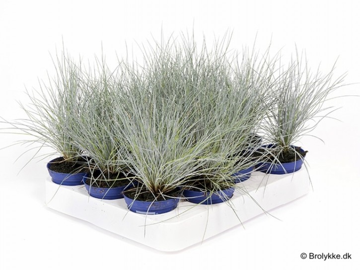 Festuca cinerea   'Glauca'   T 6   Mini