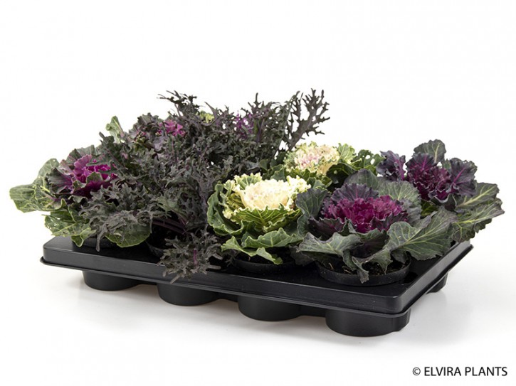 Brassica oleracea T 12  Mix (dk)
