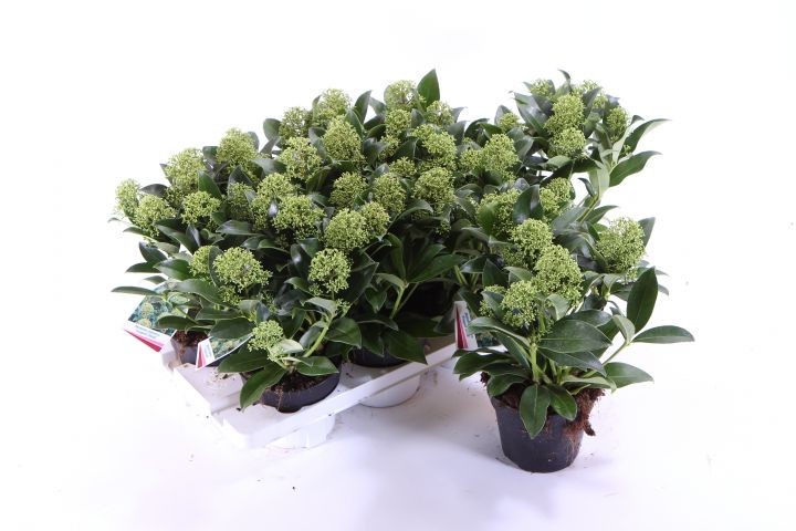 Skimmia japonica 'Fragrant Cloud' T 13 (6+ Dolden)