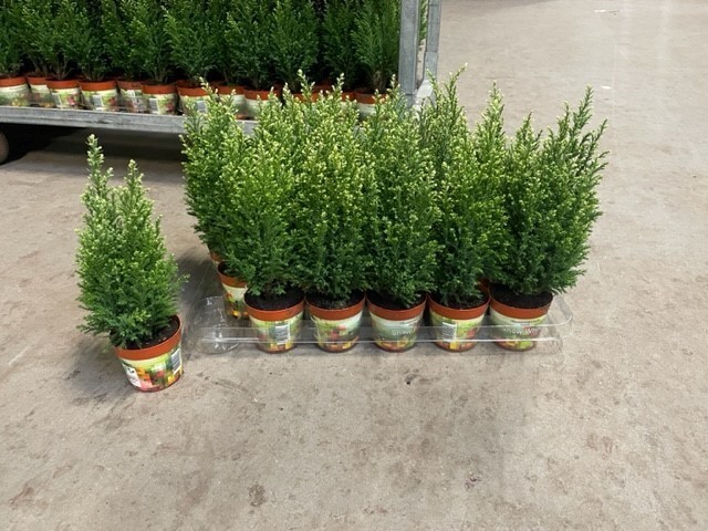 Chamaecyparis lawsoniana 'Snow White' T 9