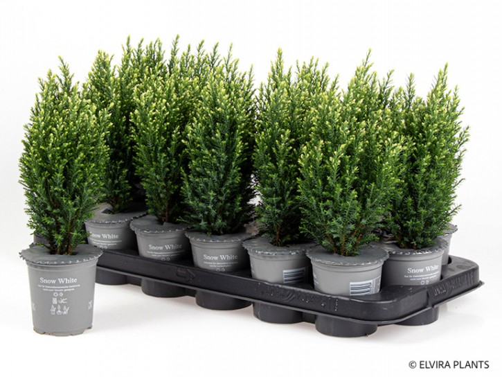 Chamaecyparis lawsoniana 'Snow White' T 9