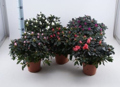 Rhododendron simsii T 15 MIX (27,5 - 30 cm)