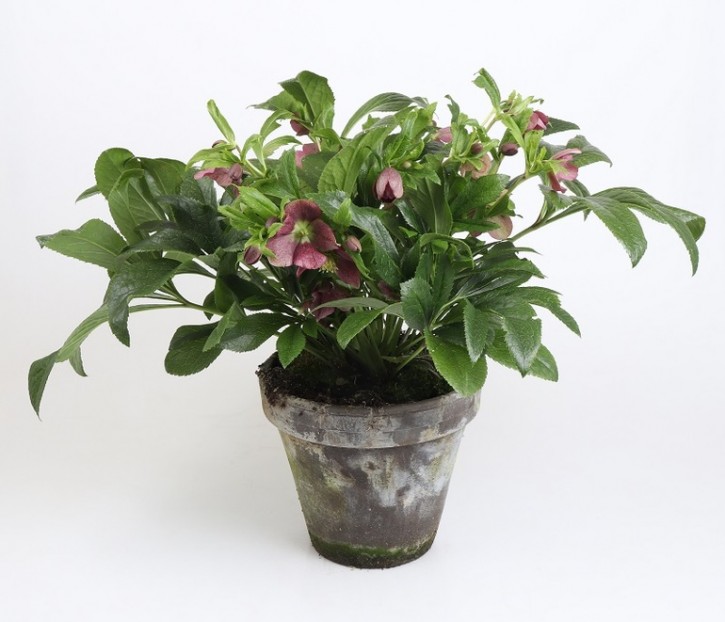 Helleborus orientalis 'Oria' T 23   Tontopf