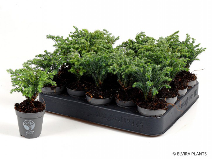 Chamaecyparis psifera 'Minta'   T 5,5   MINI