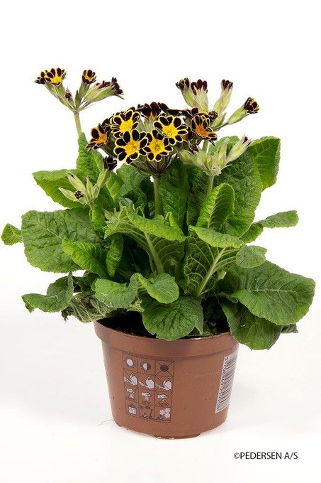Primula veris 'Victoriana' T 10,5